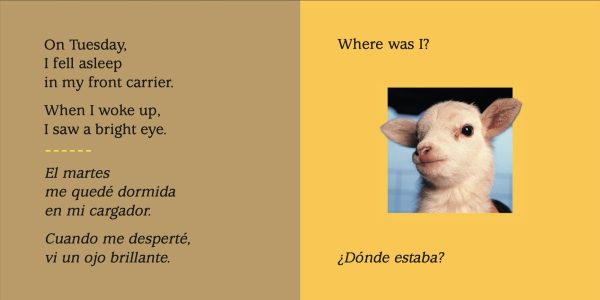 Product Image for  Look What I See! Where Can I Be? With My Animal Friends / ¡Mira lo que veo! ¿Dónde crees que estoy? Con mis amigos los animales