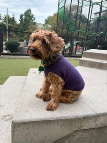 Product Image for Public Pups Preppy Dog Sweater — Clubhouse Purple