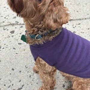 Product Image for Public Pups Preppy Dog Sweater — Clubhouse Purple