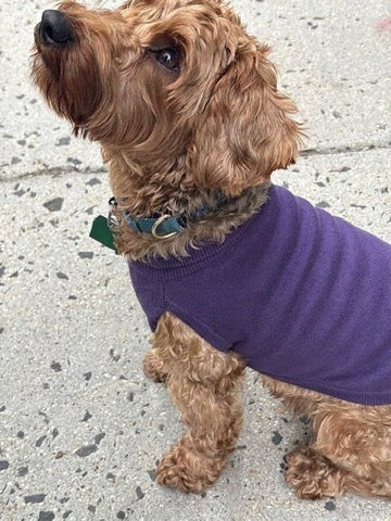 Product Image for Public Pups Preppy Dog Sweater — Clubhouse Purple