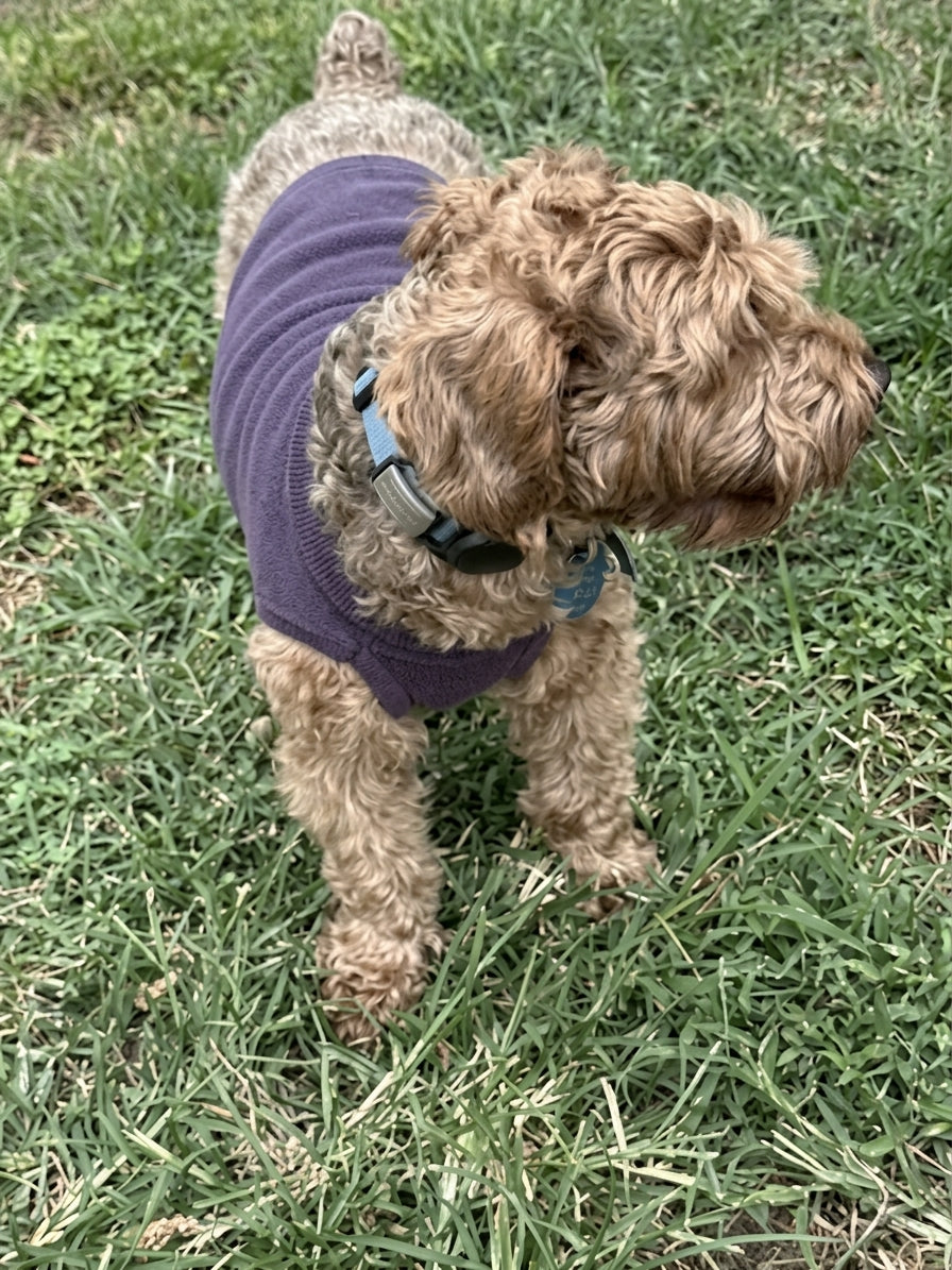 Product Image for Public Pups Preppy Dog Sweater — Clubhouse Purple